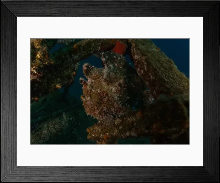 Framed Print : Frogfish in the Red Sea Colorful and beautiful, Eilat Israel Framed Print : Frogfish in the Red Sea Colorful and beautiful, Eilat Israel
