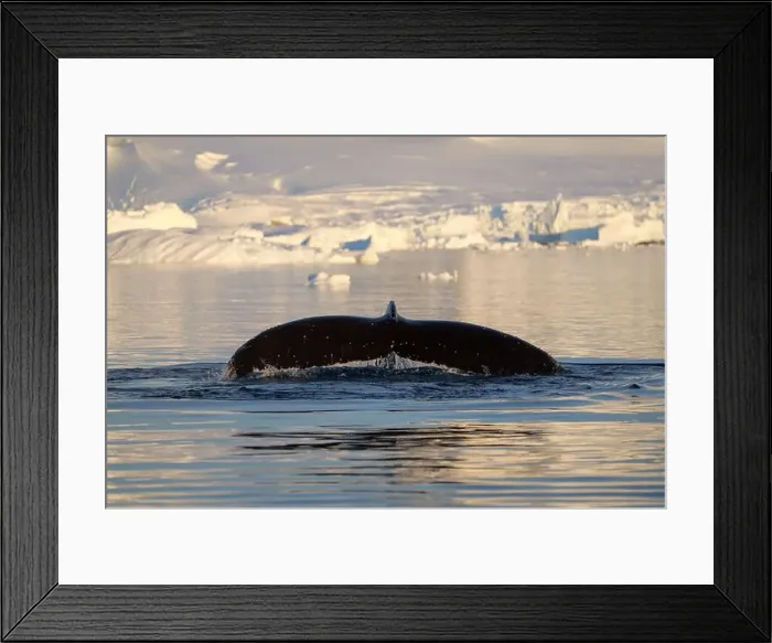 Framed Print : Humpback whale's tail. Whales in Antarctica Framed Print : Humpback whale's tail. Whales in Antarctica