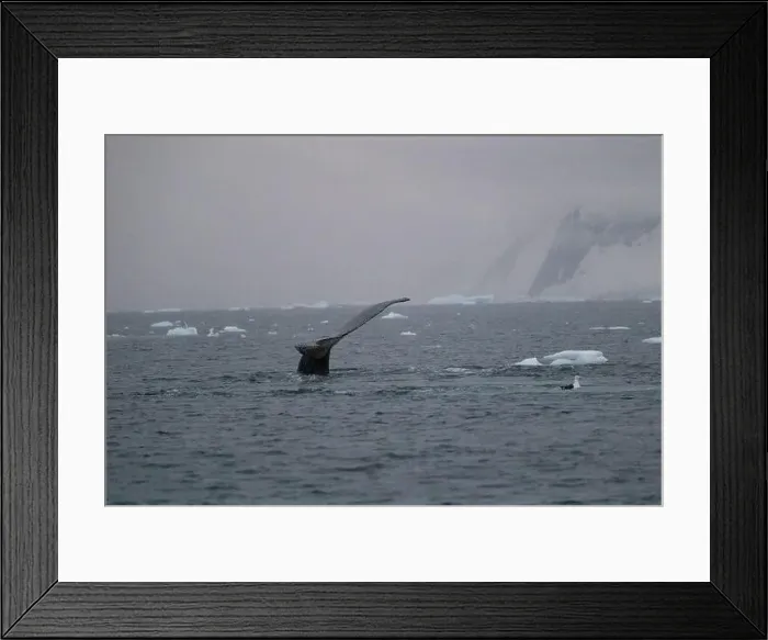 Framed Print : Humpback whale's tail. Whales in Antarctica Framed Print : Humpback whale's tail. Whales in Antarctica