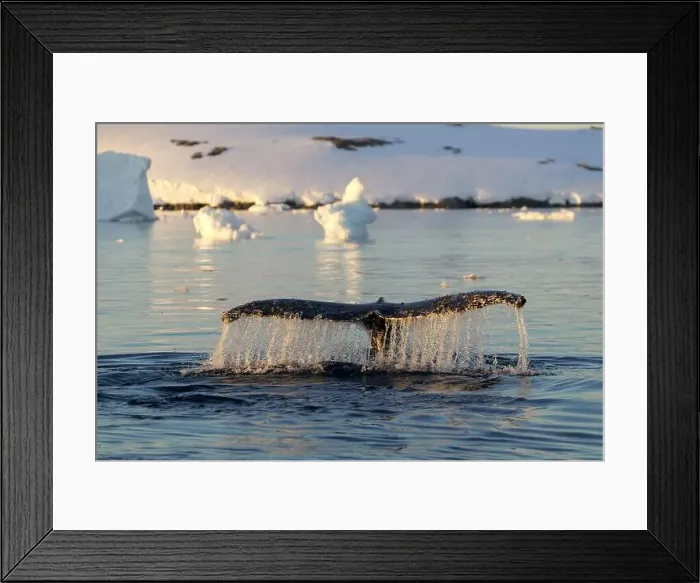 Framed Print : Humpback whale's tail. Whales in Antarctica Framed Print : Humpback whale's tail. Whales in Antarctica