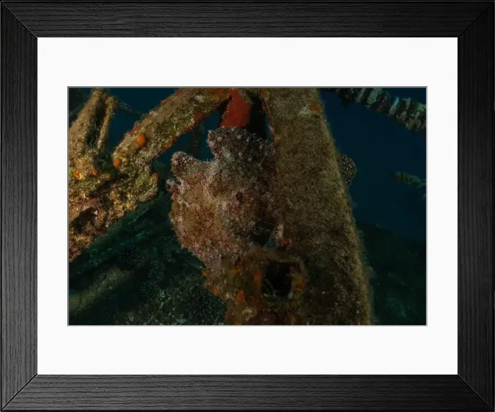 Framed Print : Frogfish in the Red Sea Colorful and beautiful, Eilat Israel