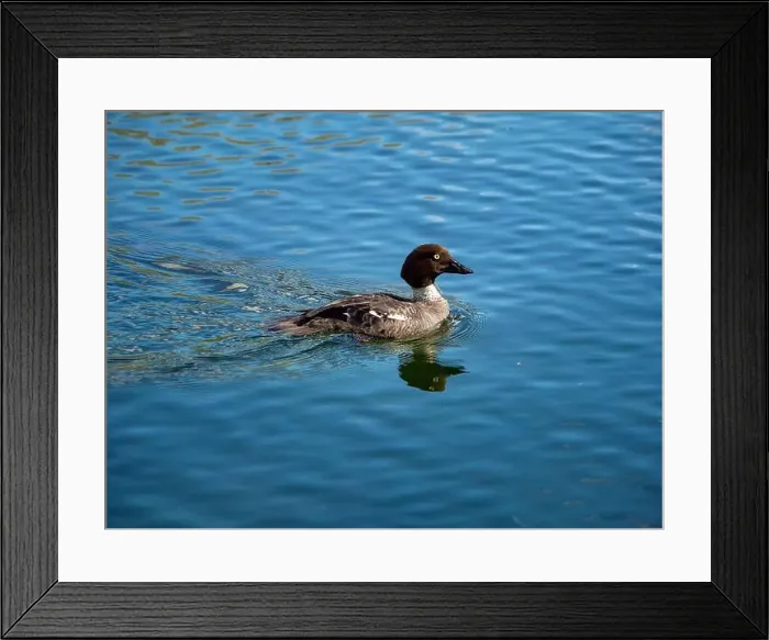 Framed Print : Young bird Canvasback duck on a blue water Framed Print : Young bird Canvasback duck on a blue water