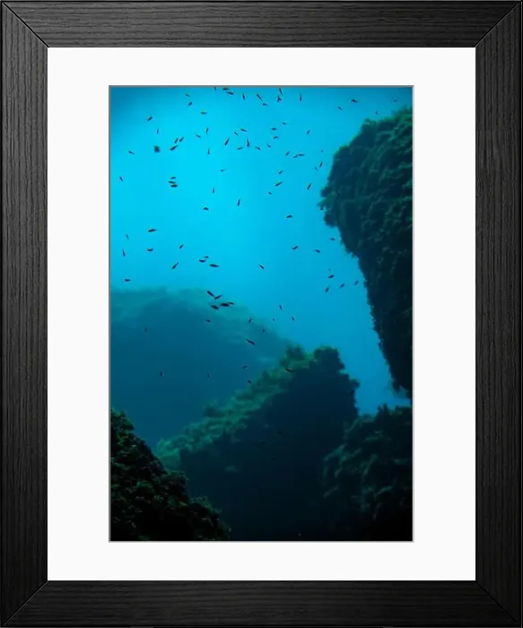 Framed Print : Underwater view of a swarm of small Framed Print : Underwater view of a swarm of small