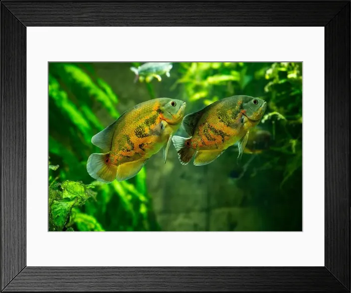 Framed Print : Tiger Oscar fish (Astronotus ocellatus) Framed Print : Tiger Oscar fish (Astronotus ocellatus)