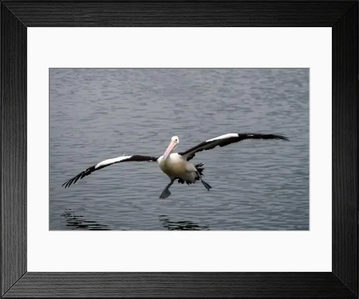 Framed Print : Bird, Pelican coming to land on the water on an odd angle, outstretched wings spread