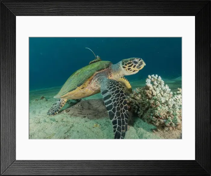 Framed Print : Hawksbill sea turtle in the Red Sea, Eilat Israel Framed Print : Hawksbill sea turtle in the Red Sea, Eilat Israel
