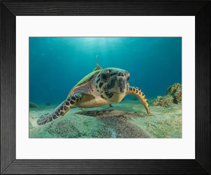 Framed Print : Hawksbill sea turtle in the Red Sea, Eilat Israel Framed Print : Hawksbill sea turtle in the Red Sea, Eilat Israel