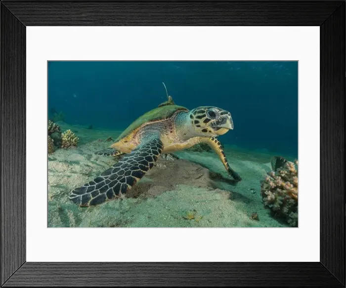 Framed Print : Hawksbill sea turtle in the Red Sea, Eilat Israel Framed Print : Hawksbill sea turtle in the Red Sea, Eilat Israel