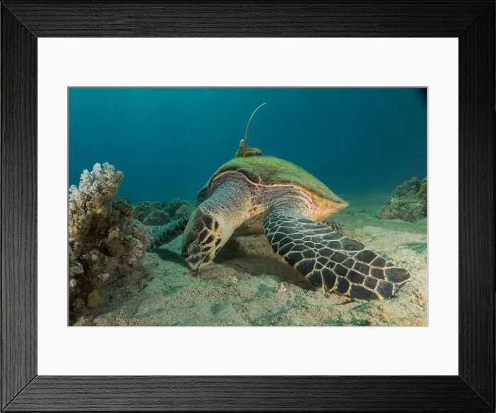 Framed Print : Hawksbill sea turtle in the Red Sea, Eilat Israel Framed Print : Hawksbill sea turtle in the Red Sea, Eilat Israel