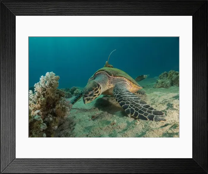 Framed Print : Hawksbill sea turtle in the Red Sea, Eilat Israel Framed Print : Hawksbill sea turtle in the Red Sea, Eilat Israel