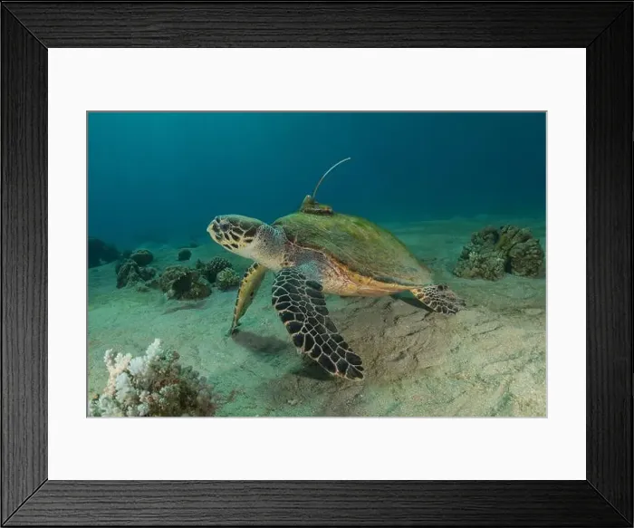 Framed Print : Hawksbill sea turtle in the Red Sea, Eilat Israel Framed Print : Hawksbill sea turtle in the Red Sea, Eilat Israel