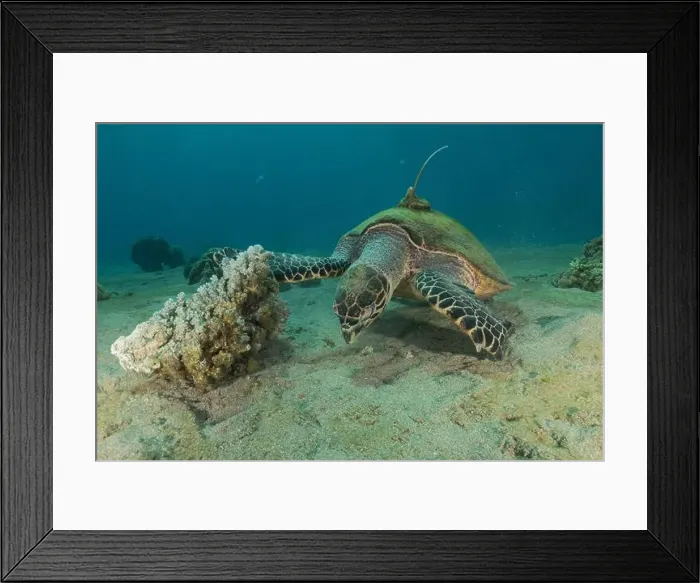 Framed Print : Hawksbill sea turtle in the Red Sea, Eilat Israel Framed Print : Hawksbill sea turtle in the Red Sea, Eilat Israel