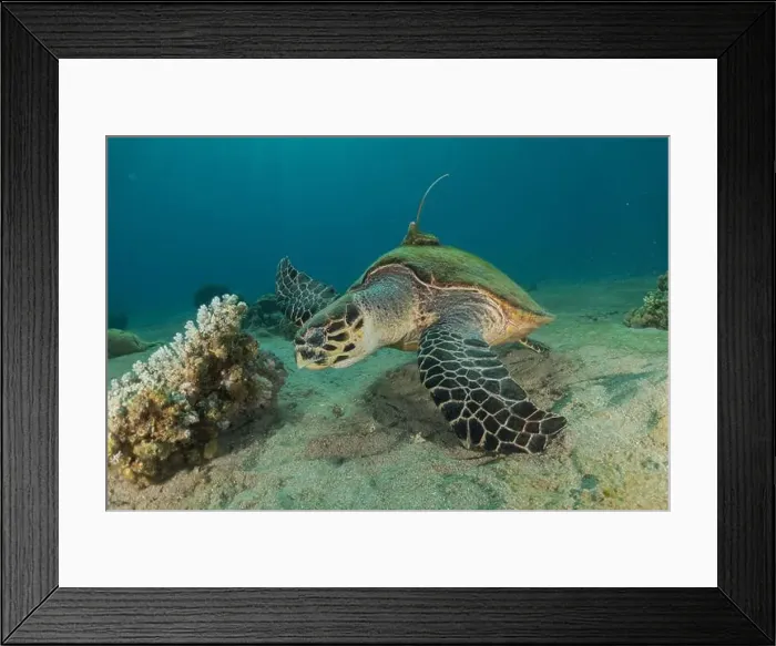 Framed Print : Hawksbill sea turtle in the Red Sea, Eilat Israel Framed Print : Hawksbill sea turtle in the Red Sea, Eilat Israel