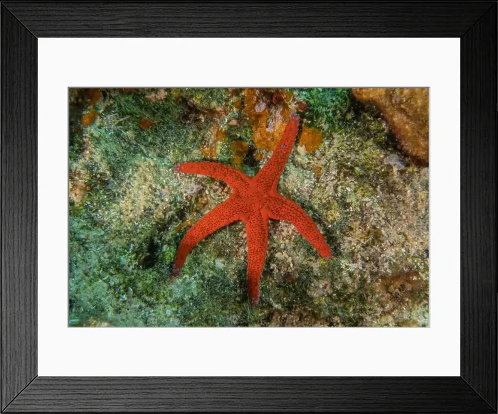 Framed Print : Starfish On the seabed in the Red Sea, Eilat Israel Framed Print : Starfish On the seabed in the Red Sea, Eilat Israel