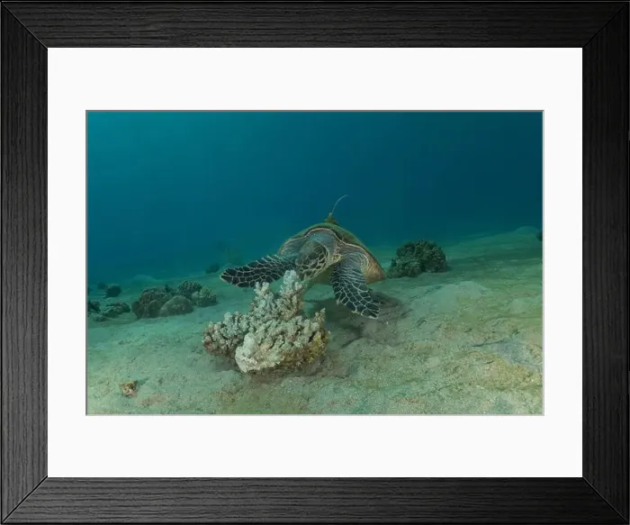 Framed Print : Hawksbill sea turtle in the Red Sea, Eilat Israel Framed Print : Hawksbill sea turtle in the Red Sea, Eilat Israel