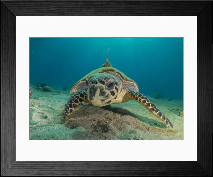 Framed Print : Hawksbill sea turtle in the Red Sea, Eilat Israel