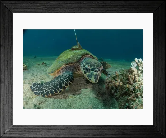 Framed Print : Hawksbill sea turtle in the Red Sea, Eilat Israel Framed Print : Hawksbill sea turtle in the Red Sea, Eilat Israel