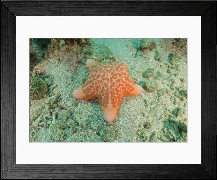 Framed Print : Starfish On the seabed in the Red Sea, Eilat Israel Framed Print : Starfish On the seabed in the Red Sea, Eilat Israel