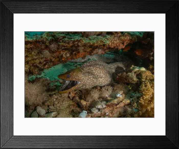 Framed Print : Moray eel Mooray lycodontis undulatus in the Red Sea, Eilat Israel Framed Print : Moray eel Mooray lycodontis undulatus in the Red Sea, Eilat Israel