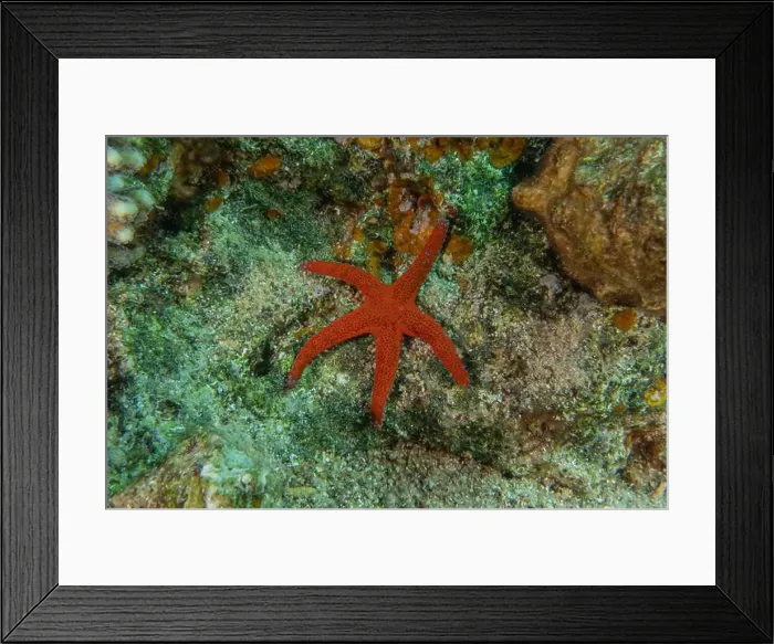 Framed Print : Starfish On the seabed in the Red Sea, Eilat Israel Framed Print : Starfish On the seabed in the Red Sea, Eilat Israel