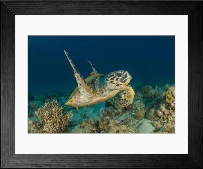 Framed Print : Hawksbill sea turtle in the Red Sea, Eilat Israel