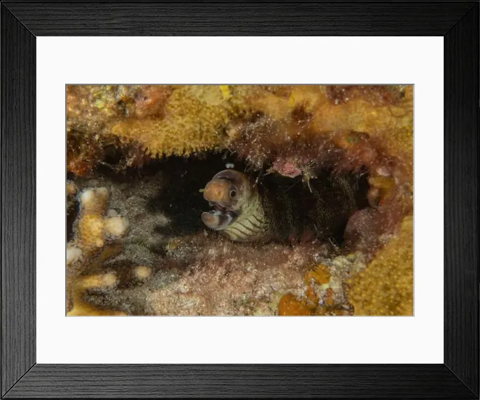 Framed Print : Moray eel Mooray lycodontis undulatus in the Red Sea, Eilat Israel Framed Print : Moray eel Mooray lycodontis undulatus in the Red Sea, Eilat Israel