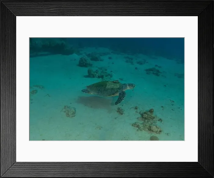 Framed Print : Hawksbill sea turtle in the Red Sea, Eilat Israel Framed Print : Hawksbill sea turtle in the Red Sea, Eilat Israel