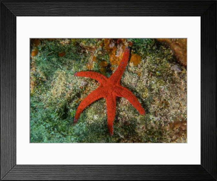 Framed Print : Starfish On the seabed in the Red Sea, Eilat Israel Framed Print : Starfish On the seabed in the Red Sea, Eilat Israel