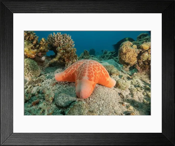 Framed Print : Starfish On the seabed in the Red Sea, Eilat Israel Framed Print : Starfish On the seabed in the Red Sea, Eilat Israel