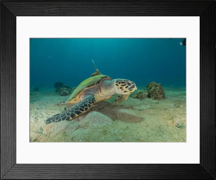 Framed Print : Hawksbill sea turtle in the Red Sea, Eilat Israel