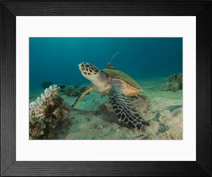 Framed Print : Hawksbill sea turtle in the Red Sea, Eilat Israel