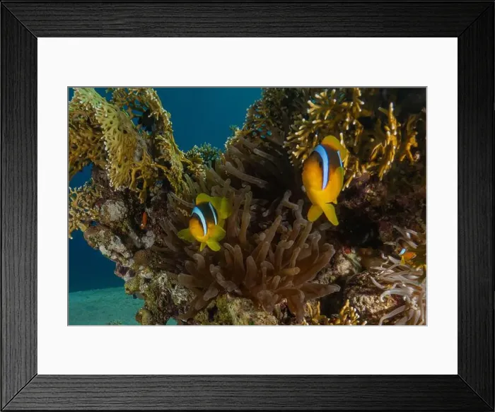 Framed Print : Clown-fish anemonefish in the Red Sea Colorful and beautiful, Eilat Israel Framed Print : Clown-fish anemonefish in the Red Sea Colorful and beautiful, Eilat Israel