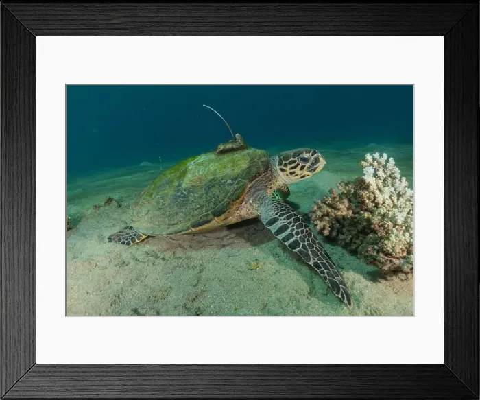 Framed Print : Hawksbill sea turtle in the Red Sea, Eilat Israel