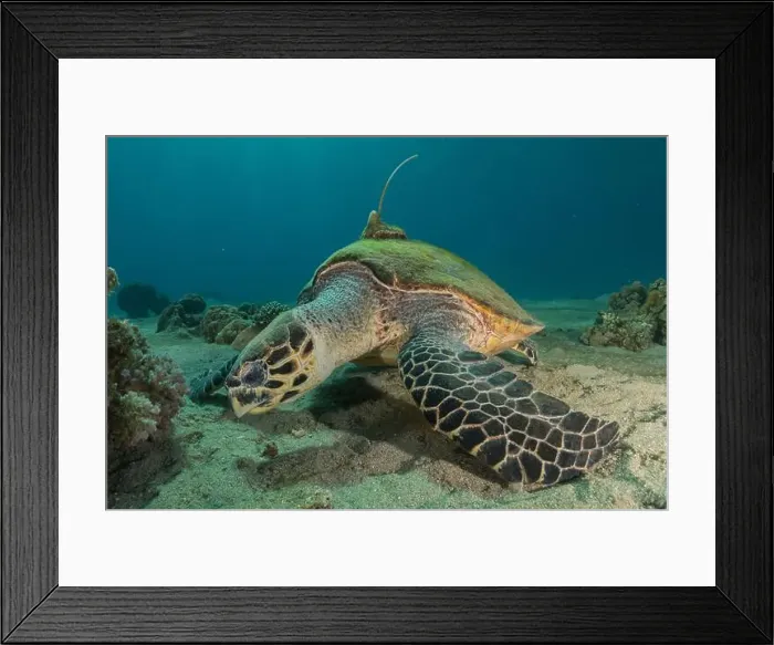 Framed Print : Hawksbill sea turtle in the Red Sea, Eilat Israel Framed Print : Hawksbill sea turtle in the Red Sea, Eilat Israel