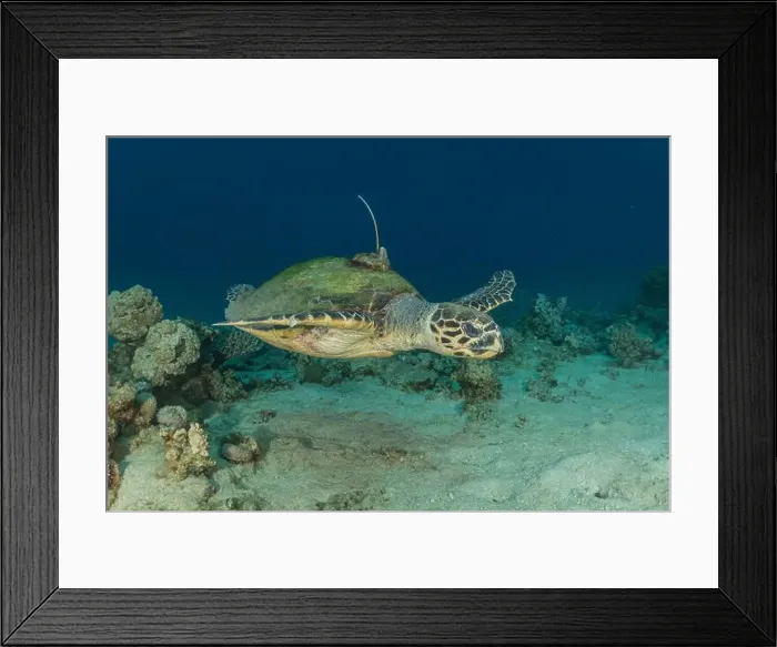 Framed Print : Hawksbill sea turtle in the Red Sea, Eilat Israel