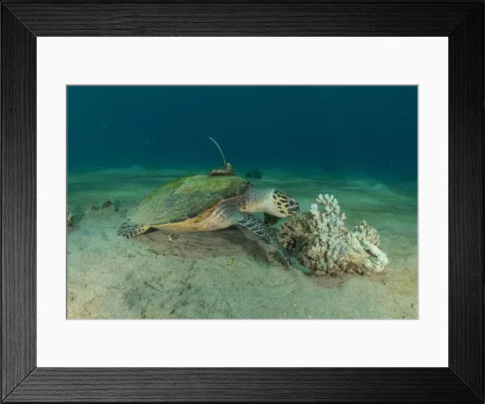 Framed Print : Hawksbill sea turtle in the Red Sea, Eilat Israel Framed Print : Hawksbill sea turtle in the Red Sea, Eilat Israel