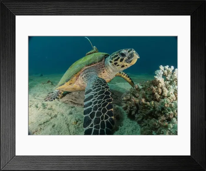 Framed Print : Hawksbill sea turtle in the Red Sea, Eilat Israel Framed Print : Hawksbill sea turtle in the Red Sea, Eilat Israel
