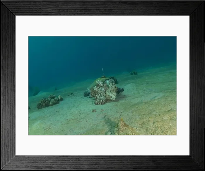 Framed Print : Hawksbill sea turtle in the Red Sea, Eilat Israel Framed Print : Hawksbill sea turtle in the Red Sea, Eilat Israel