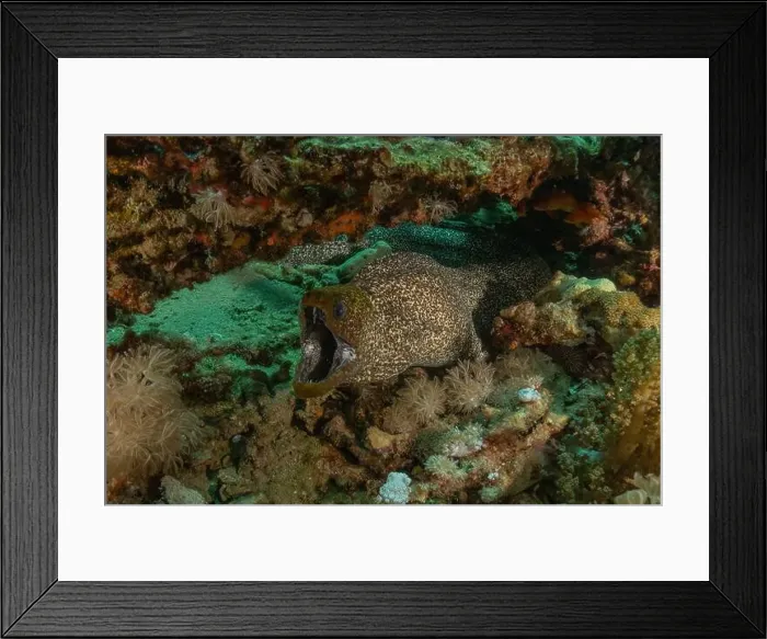 Framed Print : Moray eel Mooray lycodontis undulatus in the Red Sea, Eilat Israel Framed Print : Moray eel Mooray lycodontis undulatus in the Red Sea, Eilat Israel