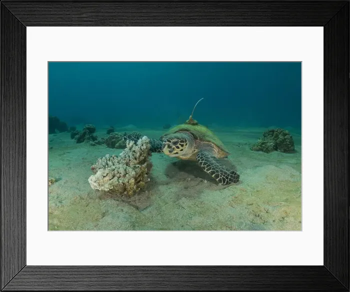 Framed Print : Hawksbill sea turtle in the Red Sea, Eilat Israel