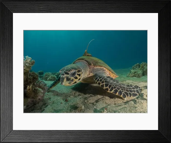 Framed Print : Hawksbill sea turtle in the Red Sea, Eilat Israel