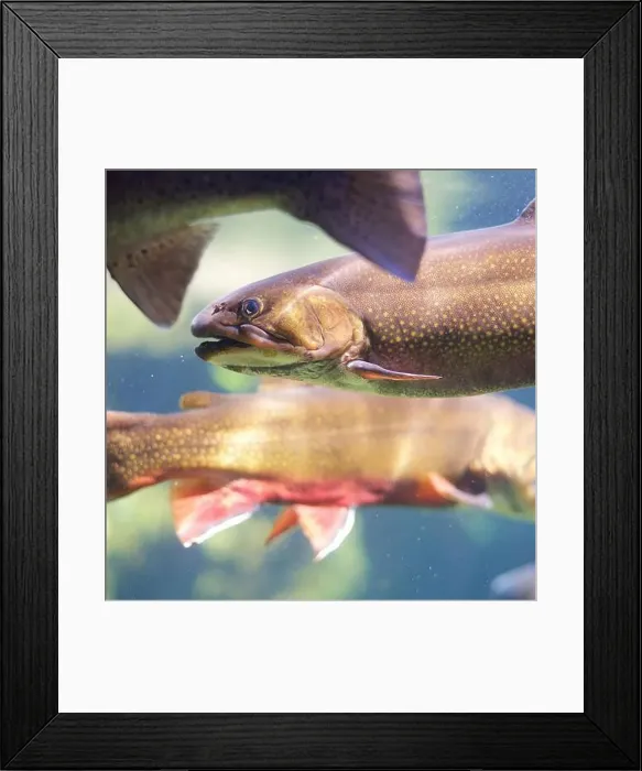 Framed Print : Close-Up of Brook Trout: Vivid close-up of a brook trout in water Framed Print : Close-Up of Brook Trout: Vivid close-up of a brook trout in water