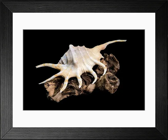 Framed Print : Close-up of a Lambis spider conch shell with vibrant orange interior Framed Print : Close-up of a Lambis spider conch shell with vibrant orange interior