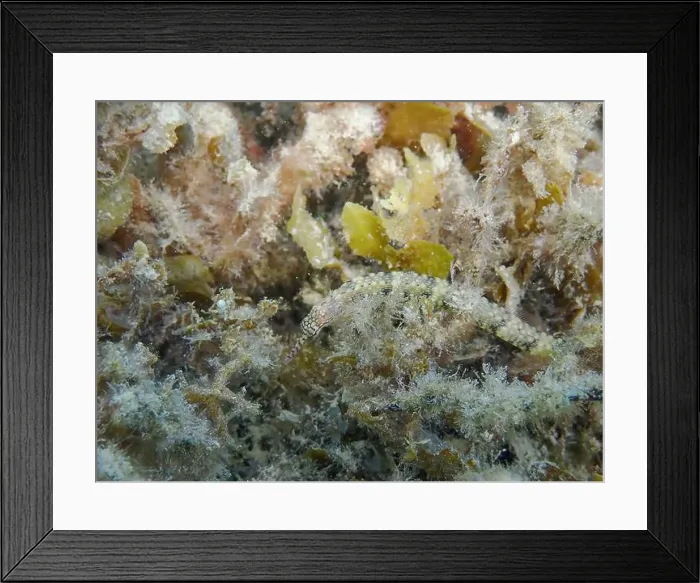 Framed Print : Messmate pipefish (Corythoichthys intestinalis) swimming among coral reefs in Bawean Island, East Java, Indonesia Framed Print : Messmate pipefish (Corythoichthys intestinalis) swimming among coral reefs in Bawean Island, East Java, Indonesia