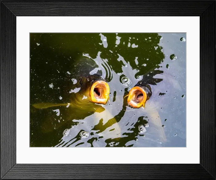Framed Print : Feed ME Hungry Fish looking for food in a pond in Tijuca National Forest Framed Print : Feed ME Hungry Fish looking for food in a pond in Tijuca National Forest