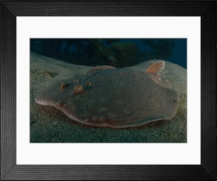 Framed Print : Torpedo sinuspersici On the seabed in the Red Sea, Israel Framed Print : Torpedo sinuspersici On the seabed in the Red Sea, Israel