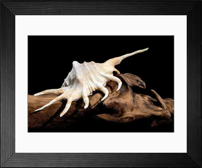 Framed Print : Close-up of a Lambis spider conch shell with vibrant orange interior Framed Print : Close-up of a Lambis spider conch shell with vibrant orange interior