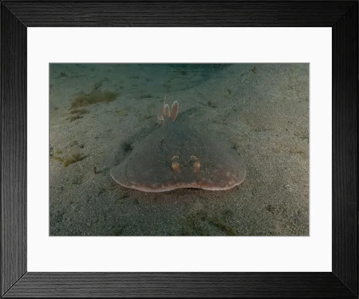 Framed Print : Torpedo sinuspersici On the seabed in the Red Sea, Israel Framed Print : Torpedo sinuspersici On the seabed in the Red Sea, Israel