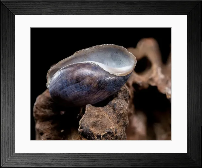 Framed Print : Nerite Snail Shell on Driftwood Framed Print : Nerite Snail Shell on Driftwood