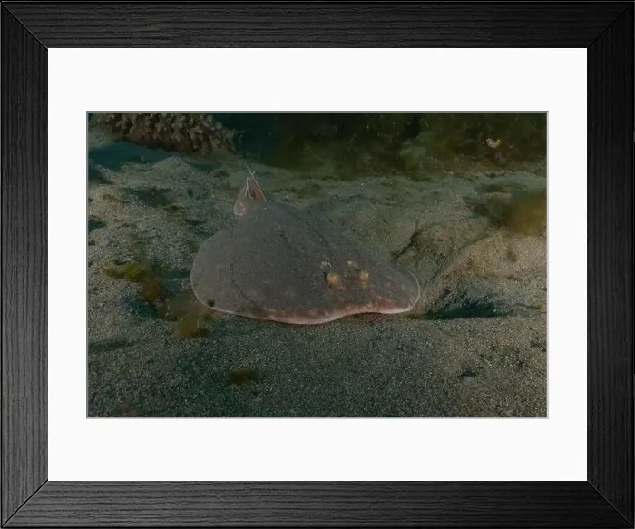 Framed Print : Torpedo sinuspersici On the seabed in the Red Sea, Israel Framed Print : Torpedo sinuspersici On the seabed in the Red Sea, Israel